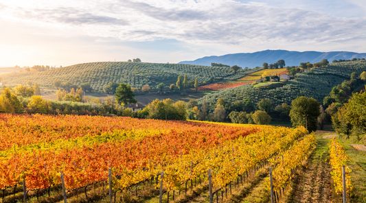 Wine Similar to Shiraz? An Easy Guide to French & Italian Wine Swaps