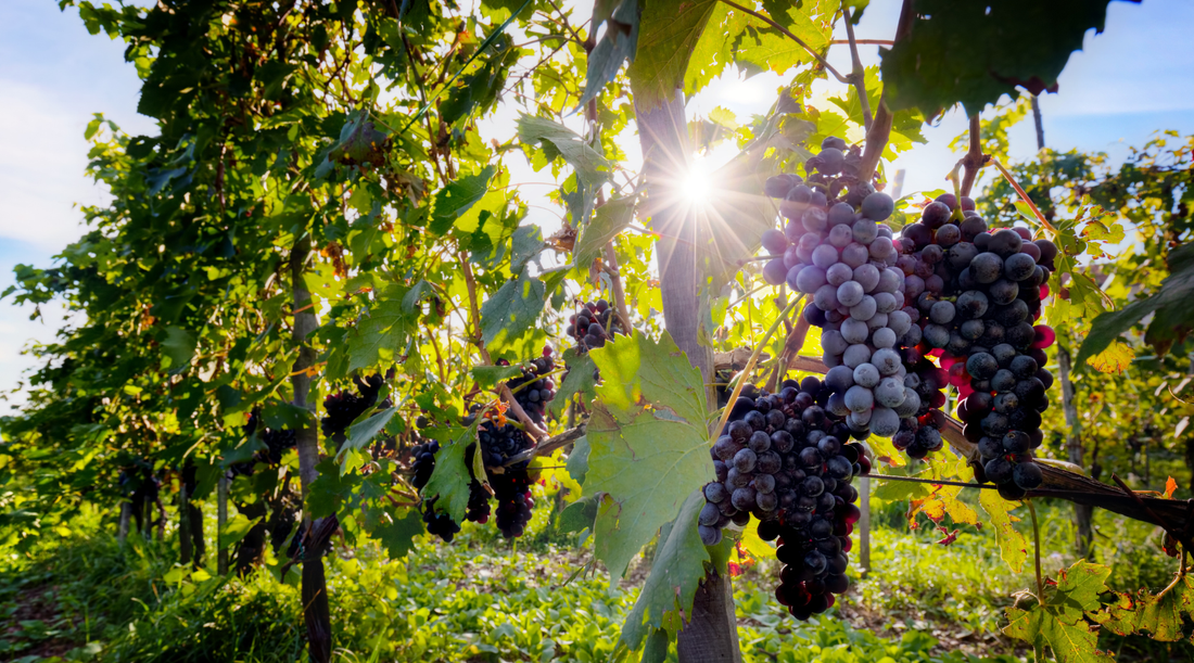 What Are Sulphites in Wine?