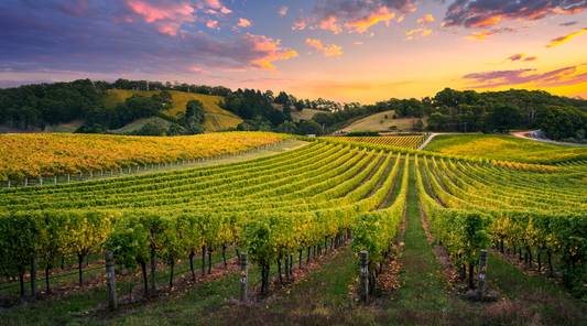 What Are The Benefits of European Wine?