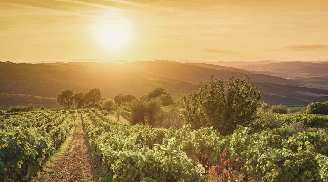 What Are The Benefits Of European Wine? - DiVino.com.au