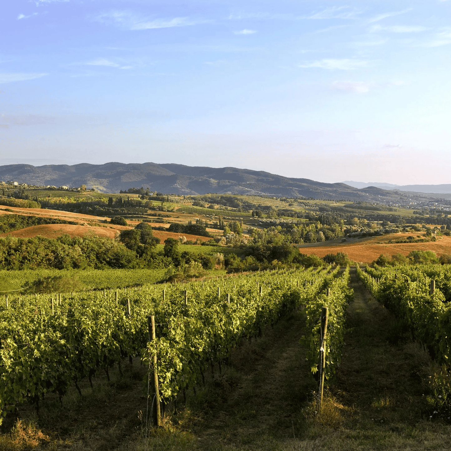 Lungarotti Umbria Italian Wine Dinner at Bar Sasso Brisbane